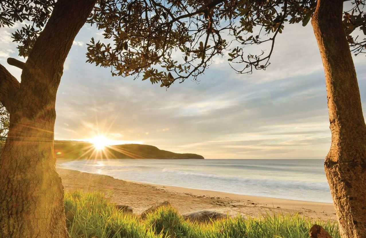 Sunrise at Killcare Beach, framed by angophora trunks, the headland in silhouette.