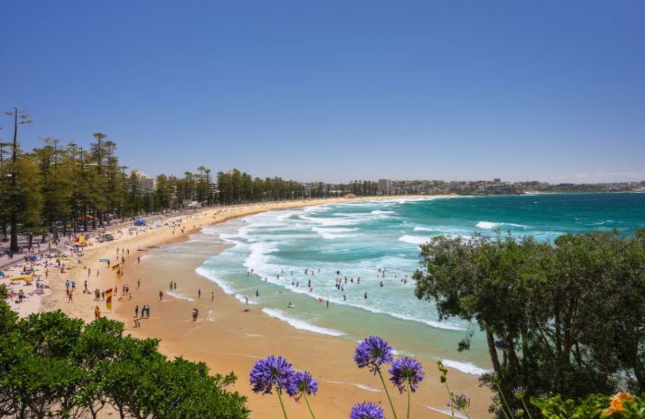Manly Beach from the headland, Norfolk pines, purple agapanthus, and lines of surf.